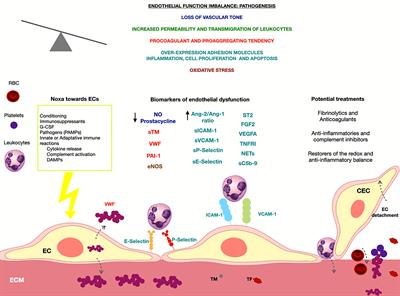 Early vascular endothelial complications after hematopoietic cell transplantation: Role of the endotheliopathy in biomarkers and target therapies development